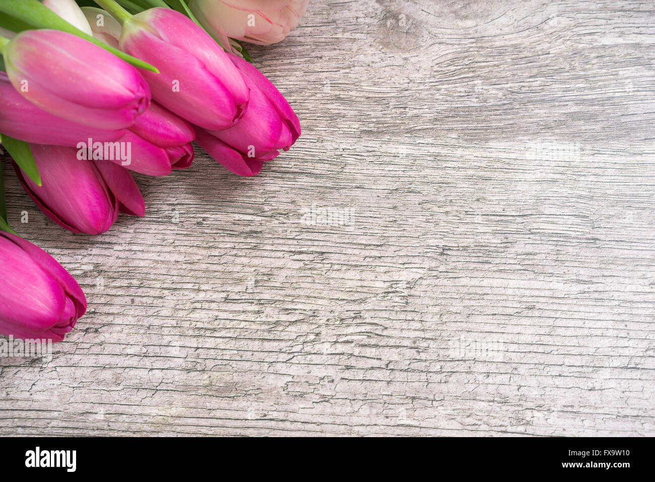 Tulpen in der linken Ecke Stockfoto
