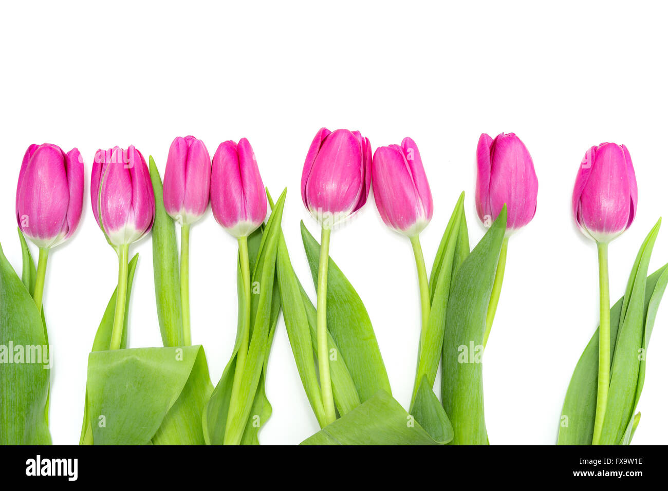 Reihe von langen, rosa Tulpen Stockfoto