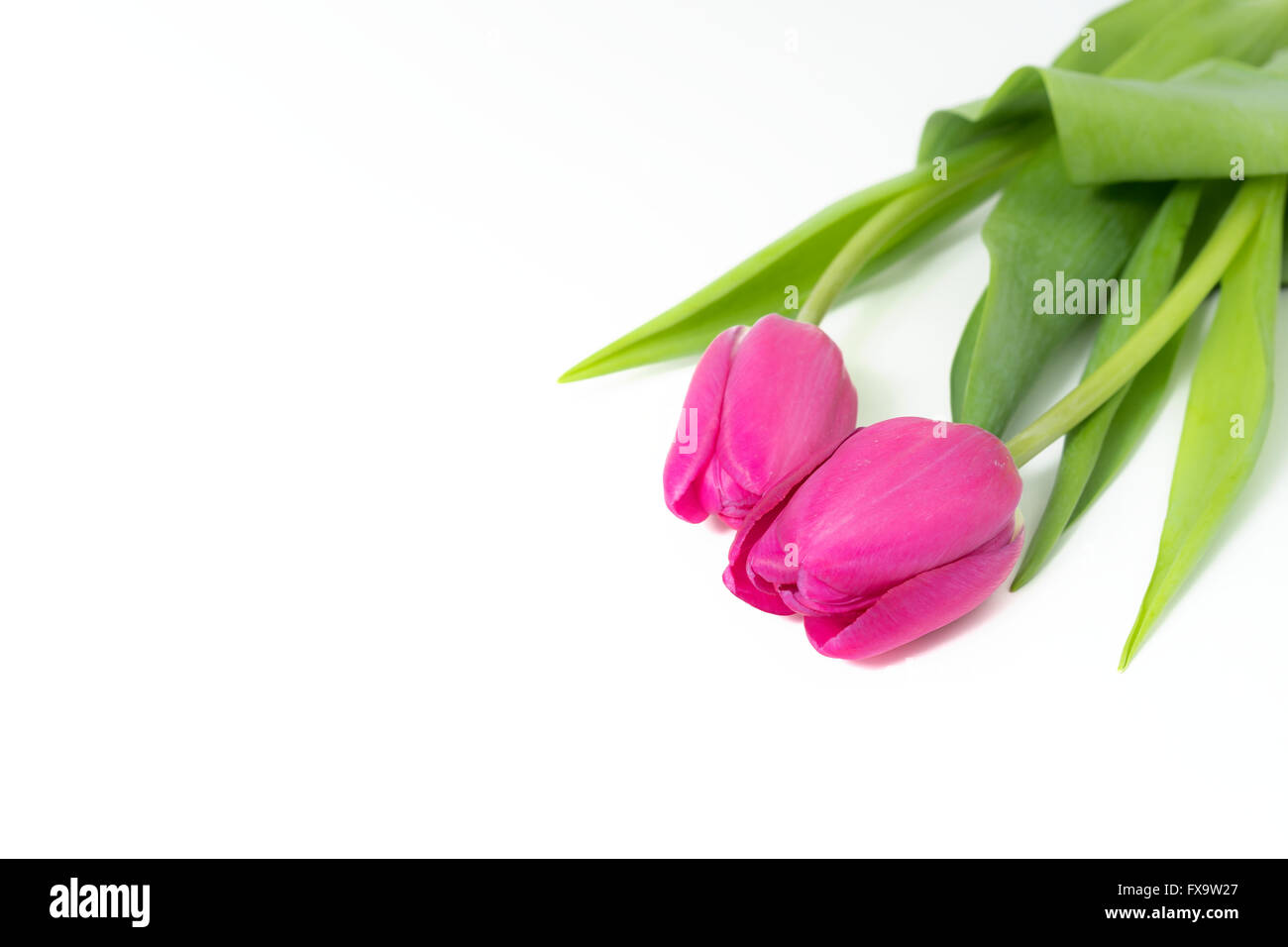 Zwei rosa Tulpen Stockfoto