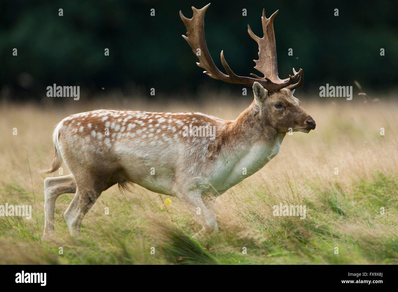 Männlicher Damhirsch Stockfoto