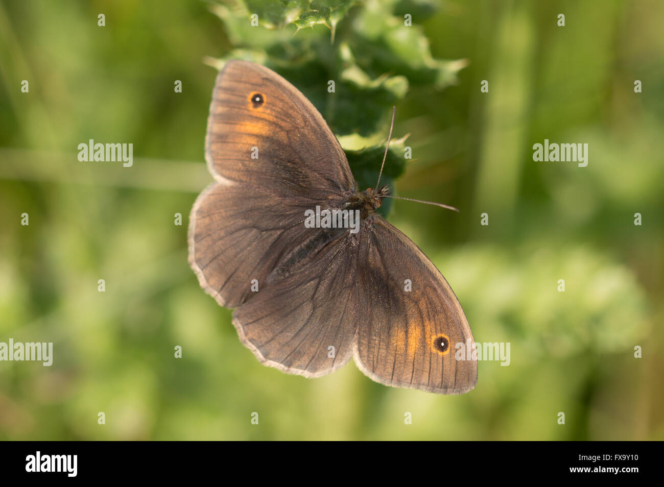 Öffnen Sie ein Wiese braun Schmetterling (Maniola Jurtina) mit den Flügeln. Stockfoto