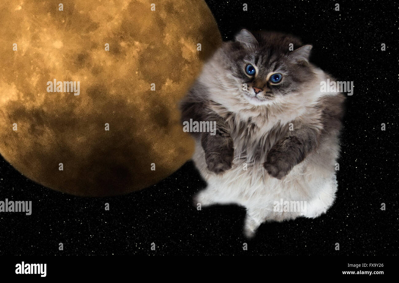 lustige Katze fliegen in den Nachthimmel mit Vollmond auf Hintergrund Stockfoto