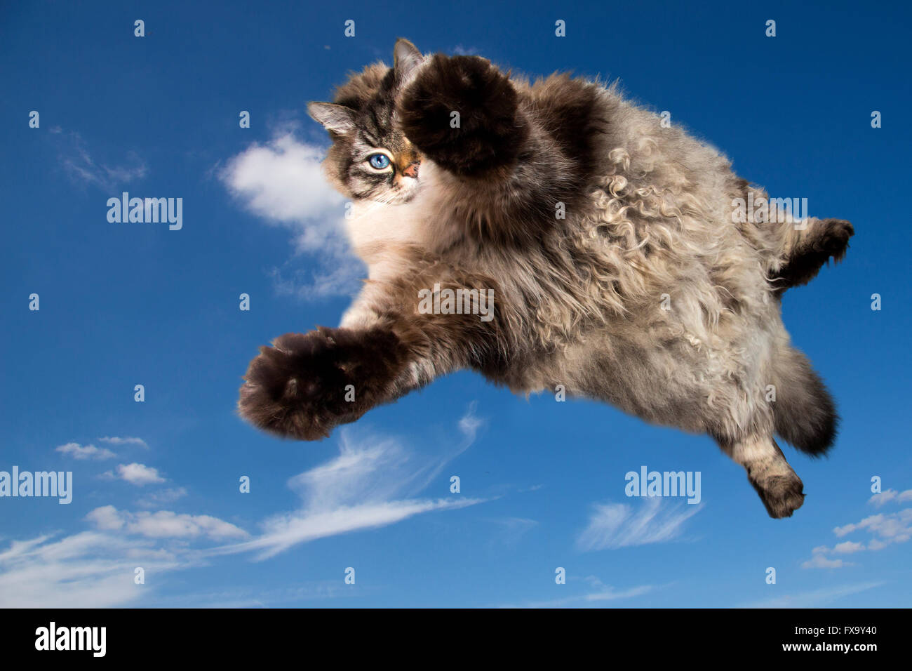 lustige Katze fliegen in den Himmel Stockfoto