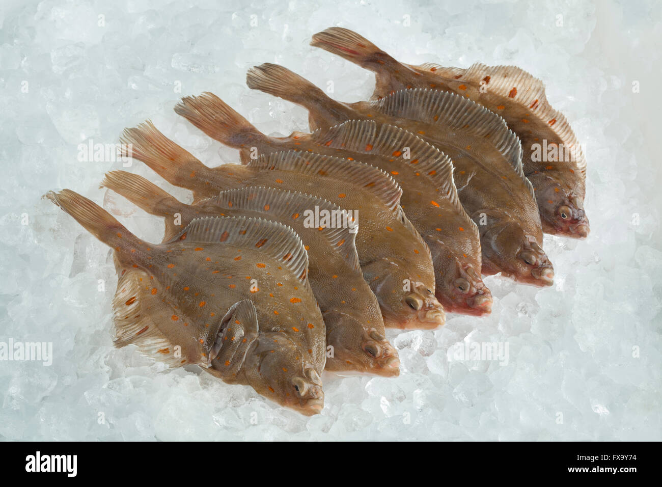 Frische rohe Scholle Fische auf Eis Stockfoto