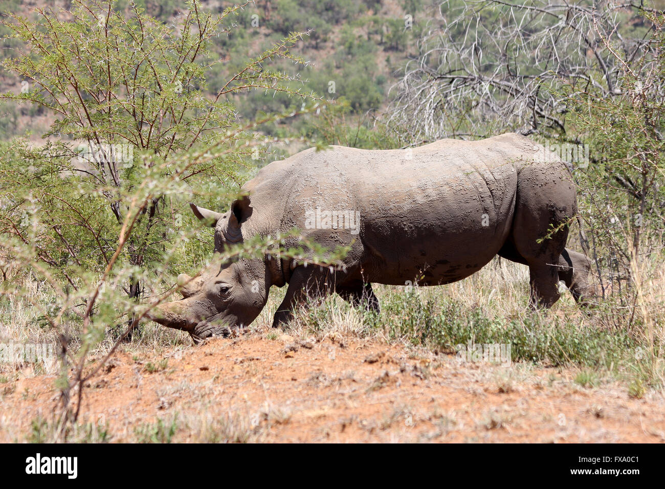 Weißes Nashorn Essen Stockfoto