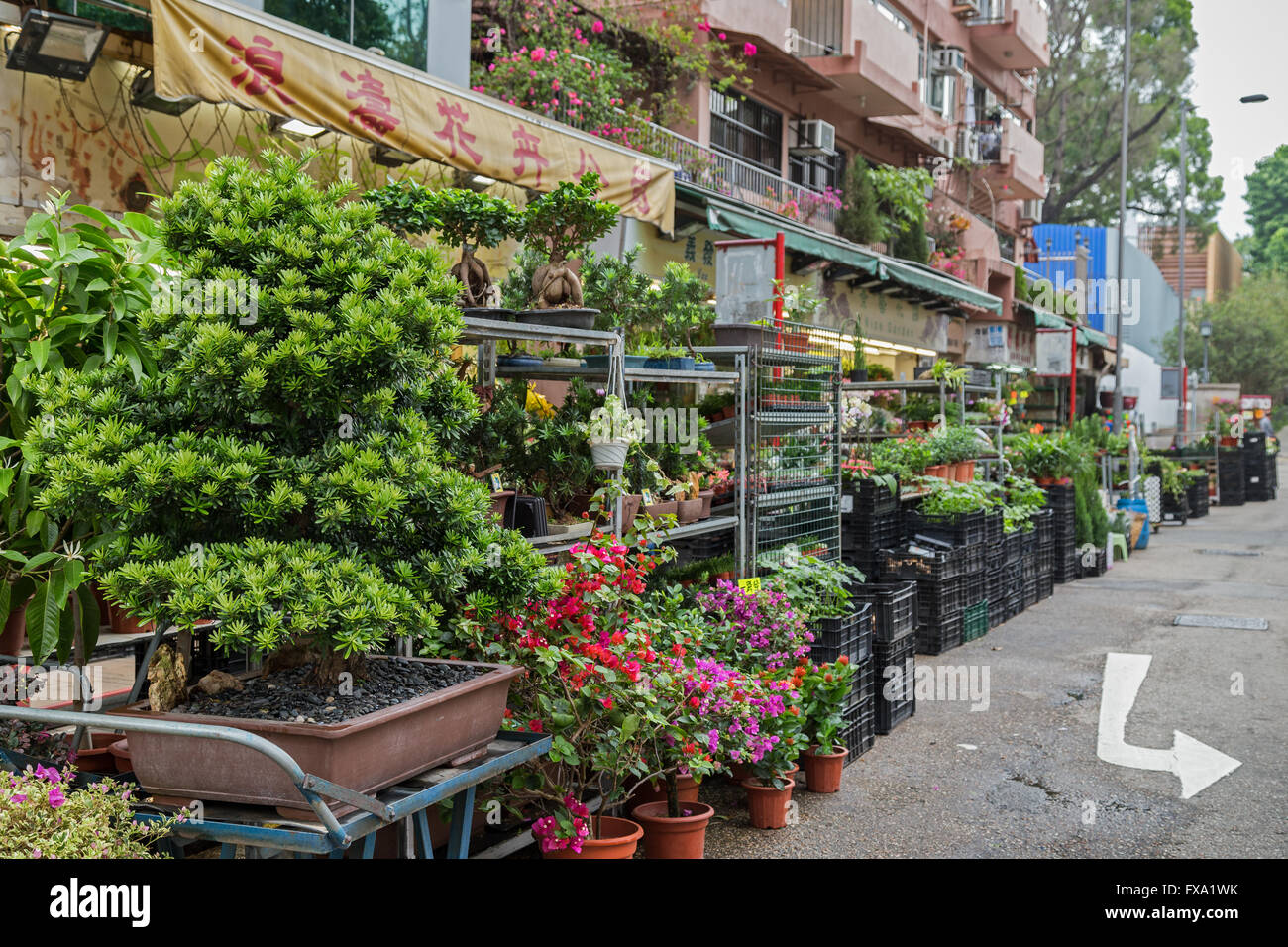 Viele Blumen und Pflanzen an der Flower Market Road in Kowloon in Hong Kong, China. Stockfoto