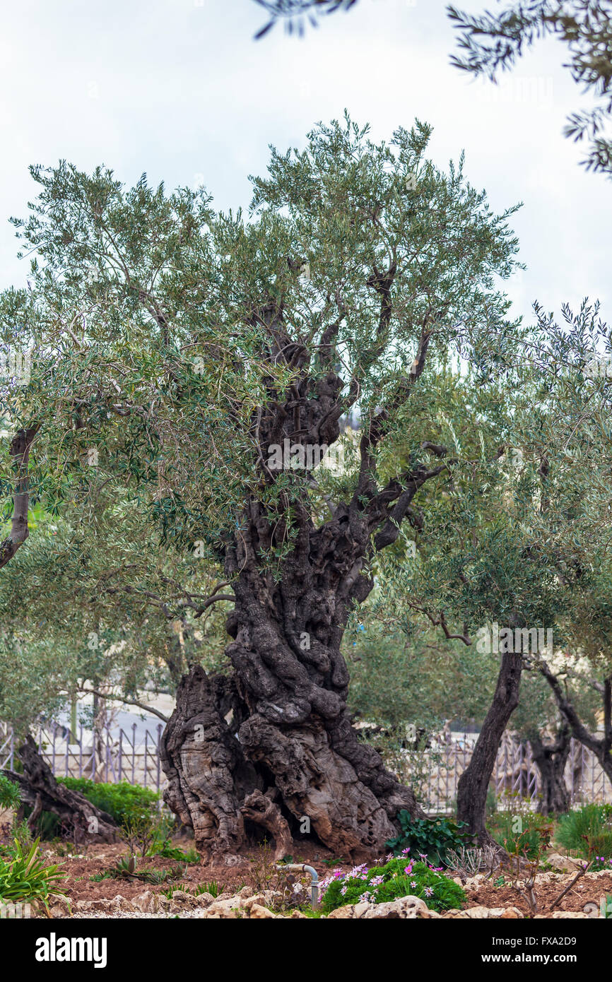 Der Garten Getsemani am Ölberg, Jerusalem Stockfoto