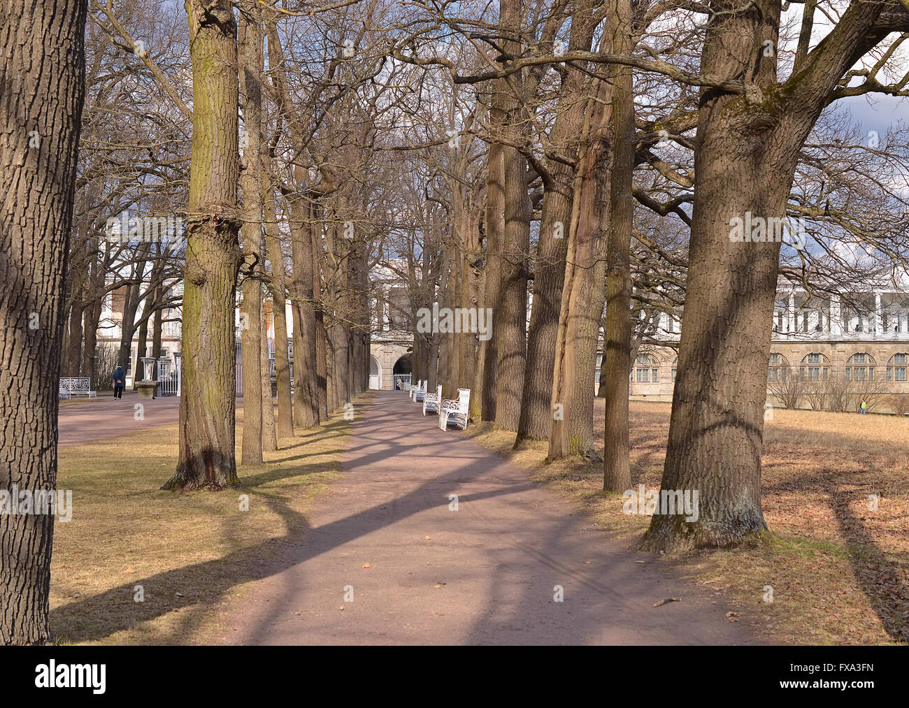 Die Strecke im Park unter den Bäumen mit Bänken im Frühjahr an einem sonnigen Tag im April. Stockfoto