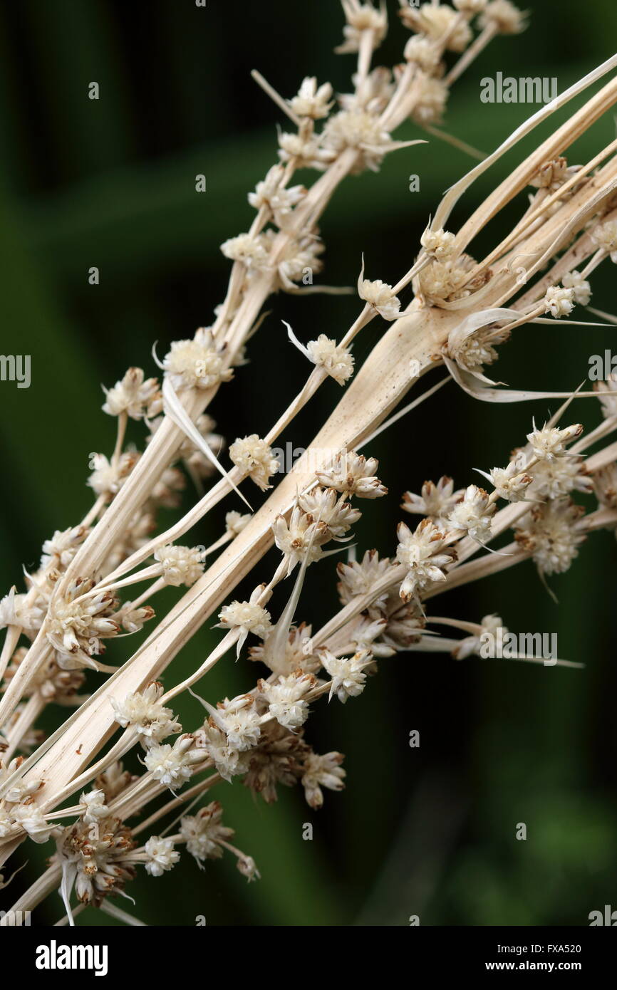 Makro - Nahaufnahme von Lomandra Hystrix (Lomandraceae) oder bekannt als Creek Matrush Grassamen Stockfoto