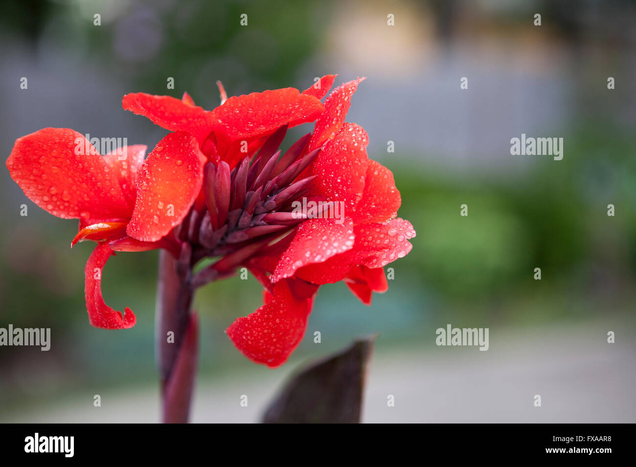 Rot Canna Blume mit Tau fällt in einem Garten. Stockfoto