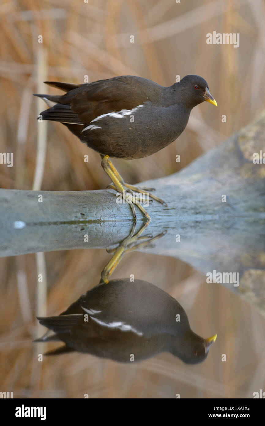 Teichhühner (Gallinula Chloropus), winter Gefieder, stehend auf einem Baumstamm im Wasser mit Reflexion, Nationalpark Kiskunság Stockfoto