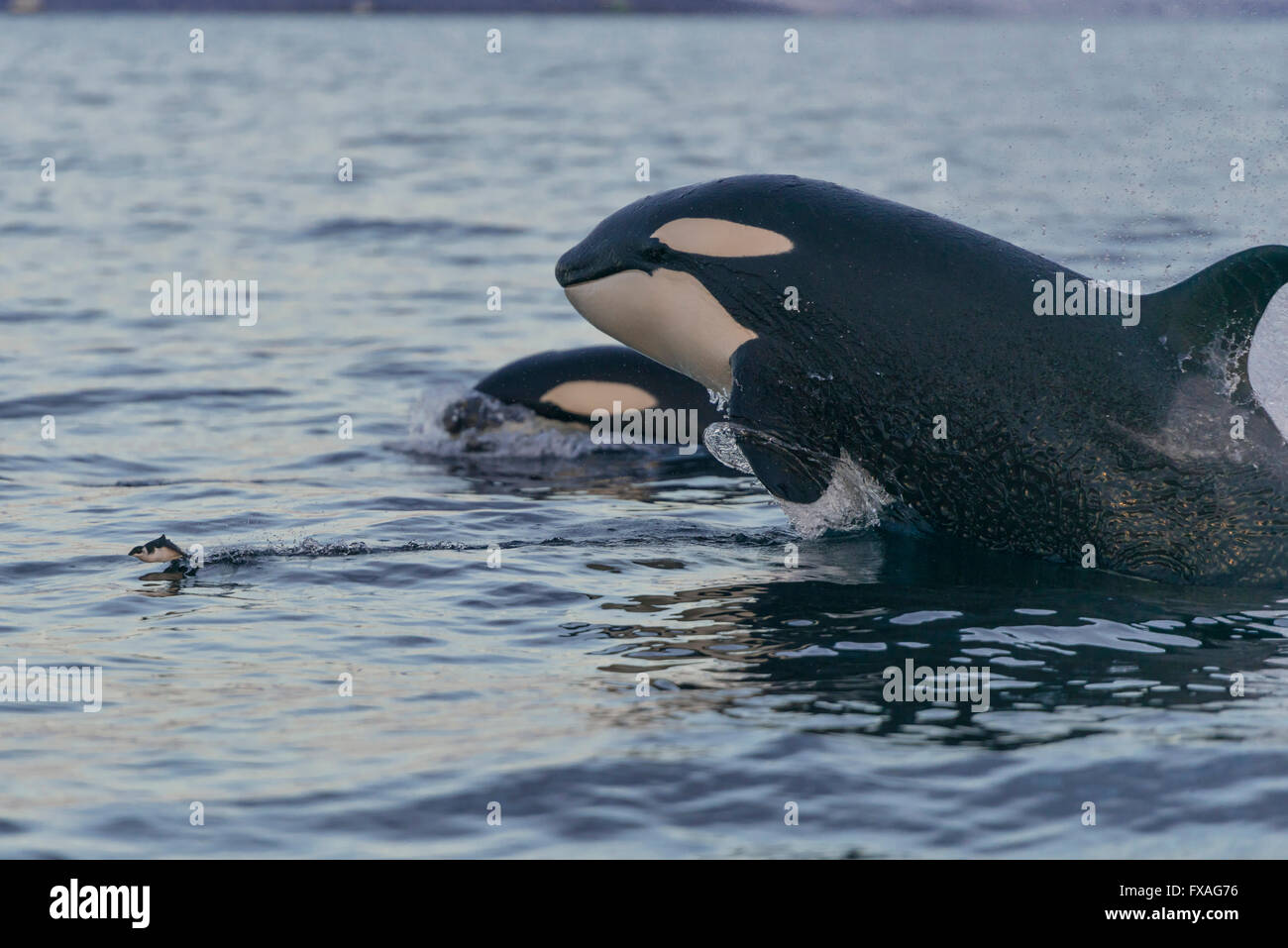 Orcas (Orcinus Orca) Jagd, Nordatlantik, in Tromvik, Norwegen Stockfoto