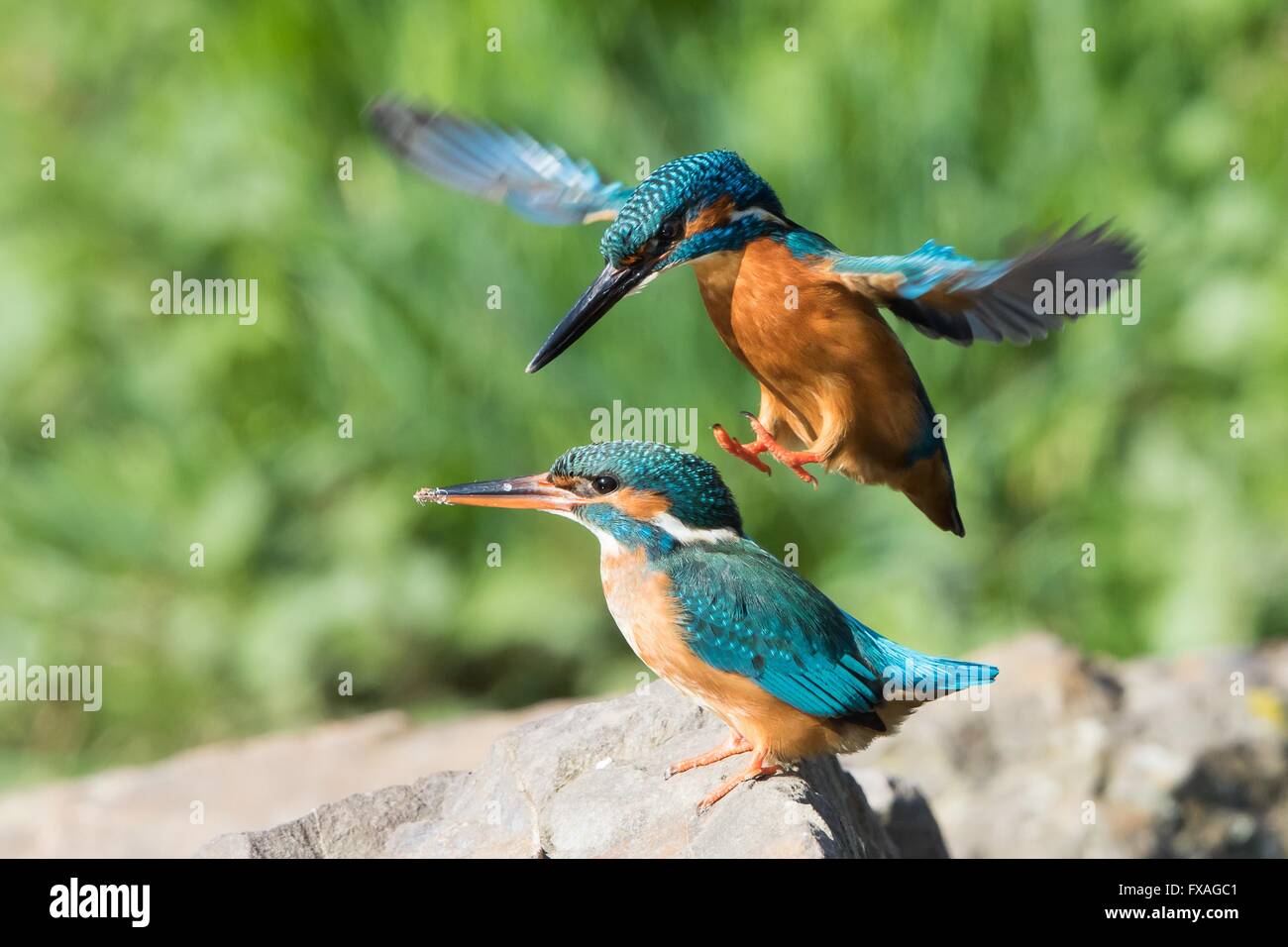 Männlicher Eisvogel (Alcedo Atthis) Landung auf der Rückseite der das Weibchen zur Paarung, Hessen, Deutschland Stockfoto