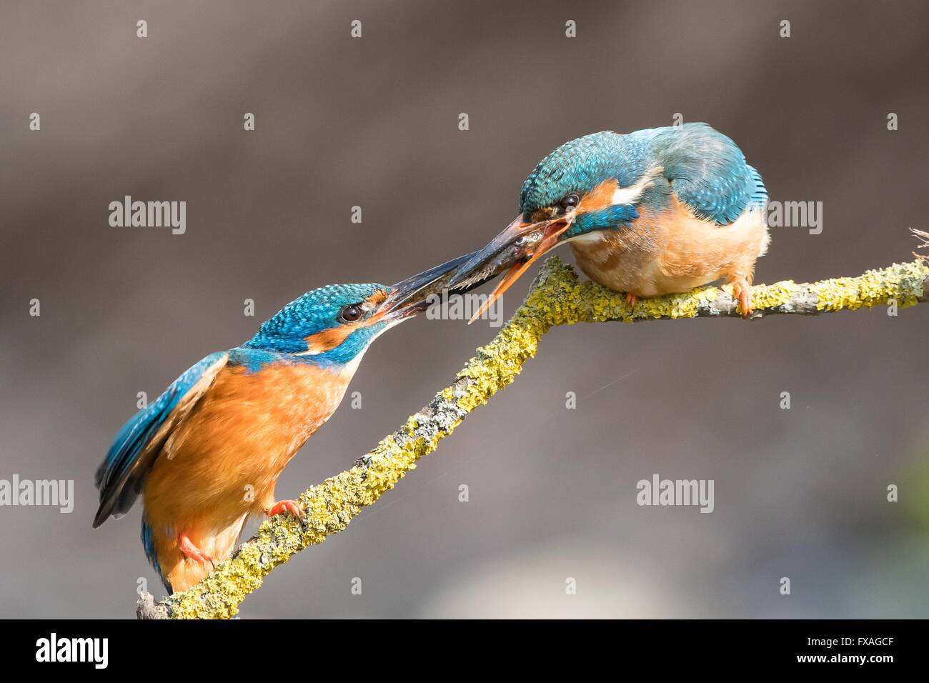 Eisvögel (Alcedo Atthis), Paarung, Fütterung, Männlich, die Übergabe der Fisch an dem Weibchen, Hessen, Deutschland Stockfoto