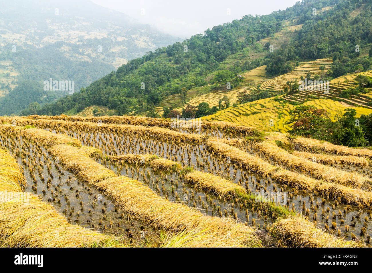 Terrassierten Reisfelder erntereif, Arun Nadi Tal, Chewabesi, Purwanchal, Nepal Stockfoto