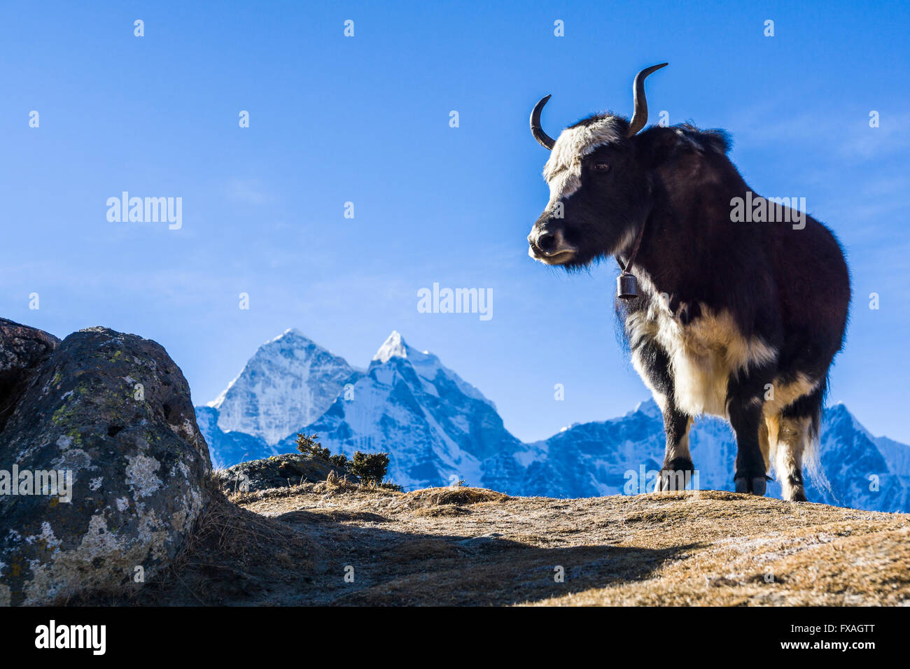 Black Yak (Bos Mutus) stehend auf einem Hügel, Schnee bedeckte Berge in der Ferne Dingboche, Solo Khumbu, Nepal Stockfoto