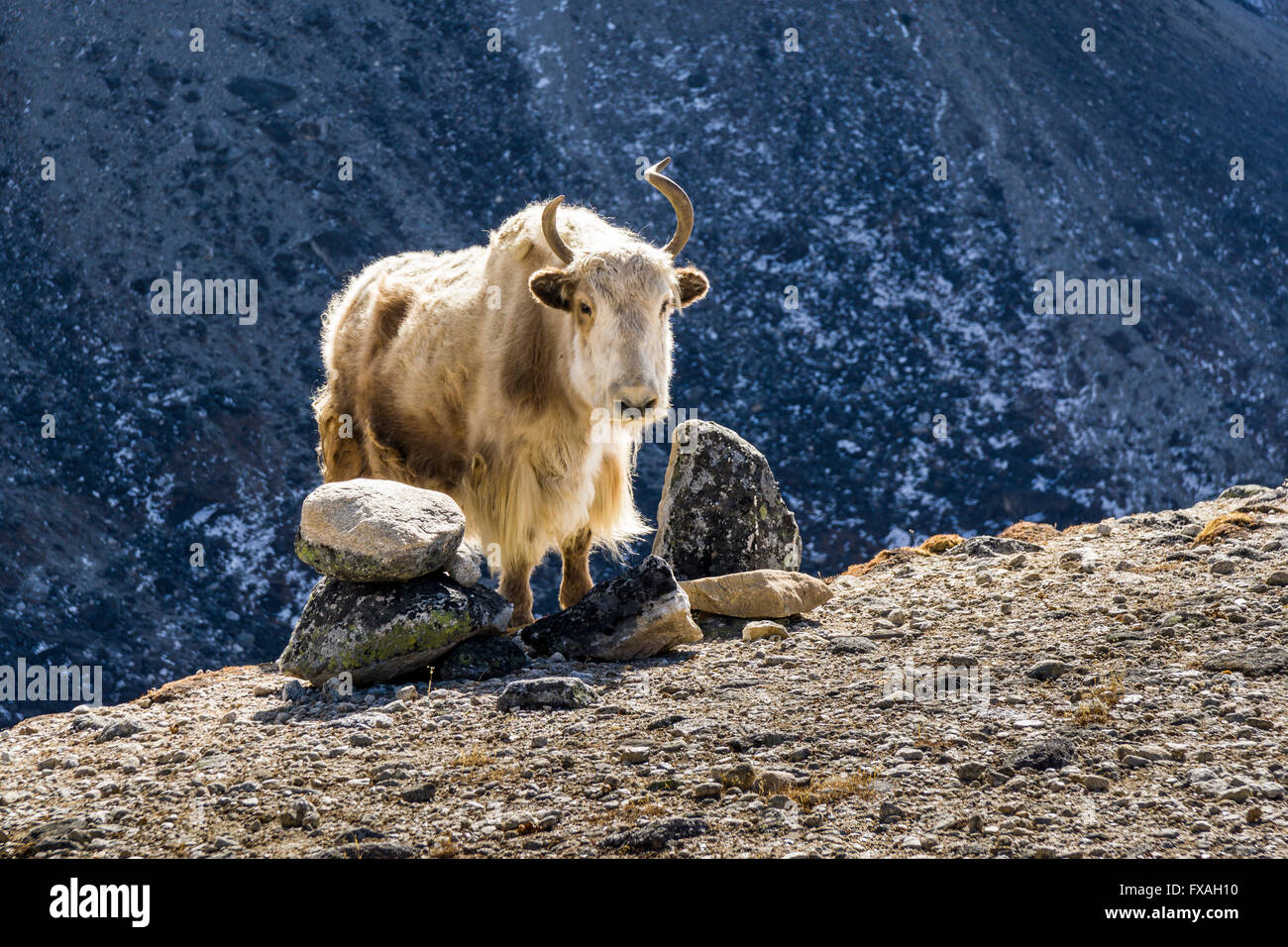 Weiße Yak (Bos Mutus) stehend auf einem Hügel und Berghänge in der Ferne, Dzongla, Solo Khumbu, Nepal Stockfoto