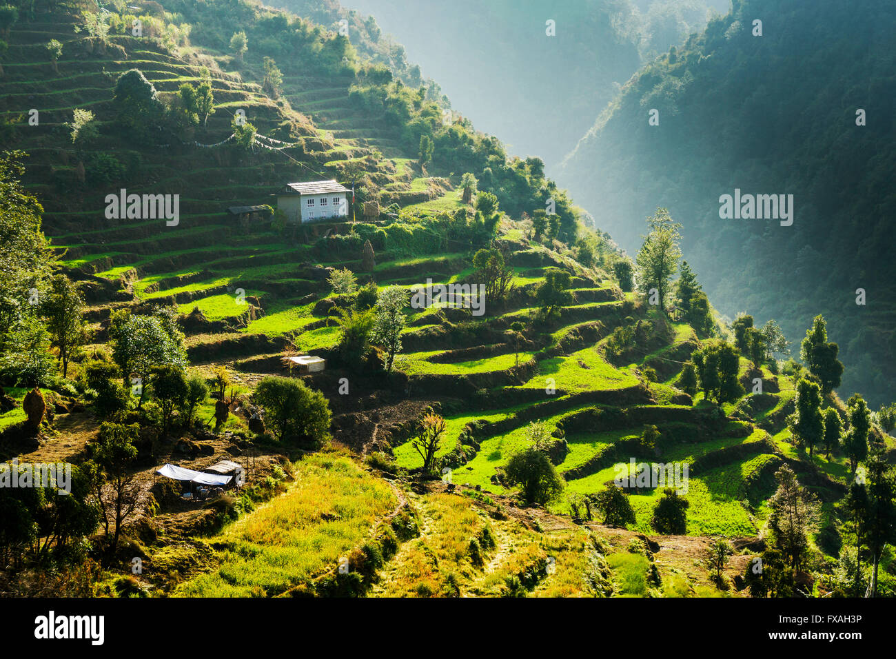 Ein Bauernhaus, liegt am Hang eines Berges, umgeben von grünen Wiesen und Bäumen, Kharikola, Solo Khumbu Stockfoto