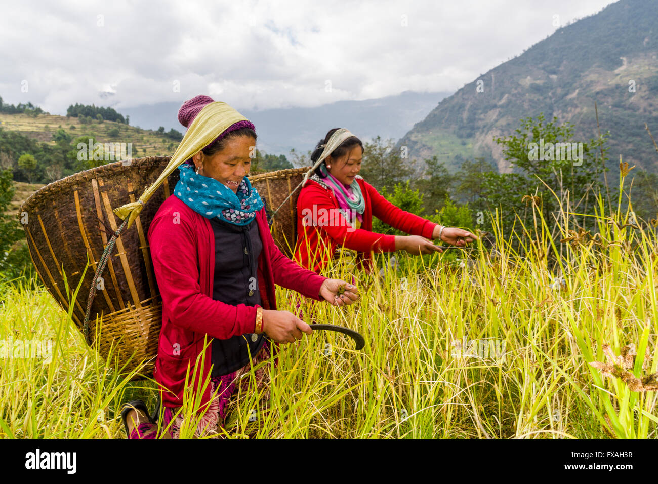 Frauen mit Körben auf dem Rücken sind Hirse Ernte von Hand, Jubhing, Solo Khumbu, Nepal Stockfoto