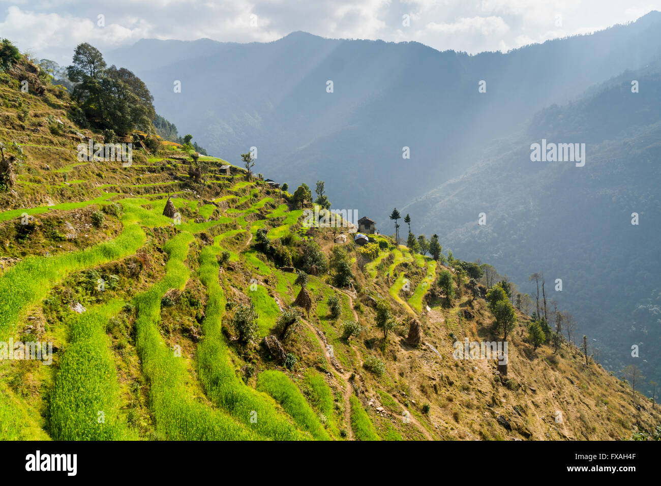 Bauernhaus, am Hang eines Berges gelegen und umgeben von grünen Wiesen und Bäumen, Kinja, Solo Khumbu, Nepal Stockfoto