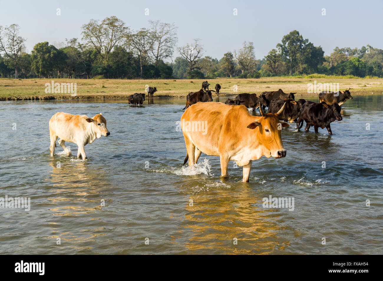 Eine Herde Kühe kreuzt einen seichten Fluss, Sauraha, Chitwan, Nepal Stockfoto