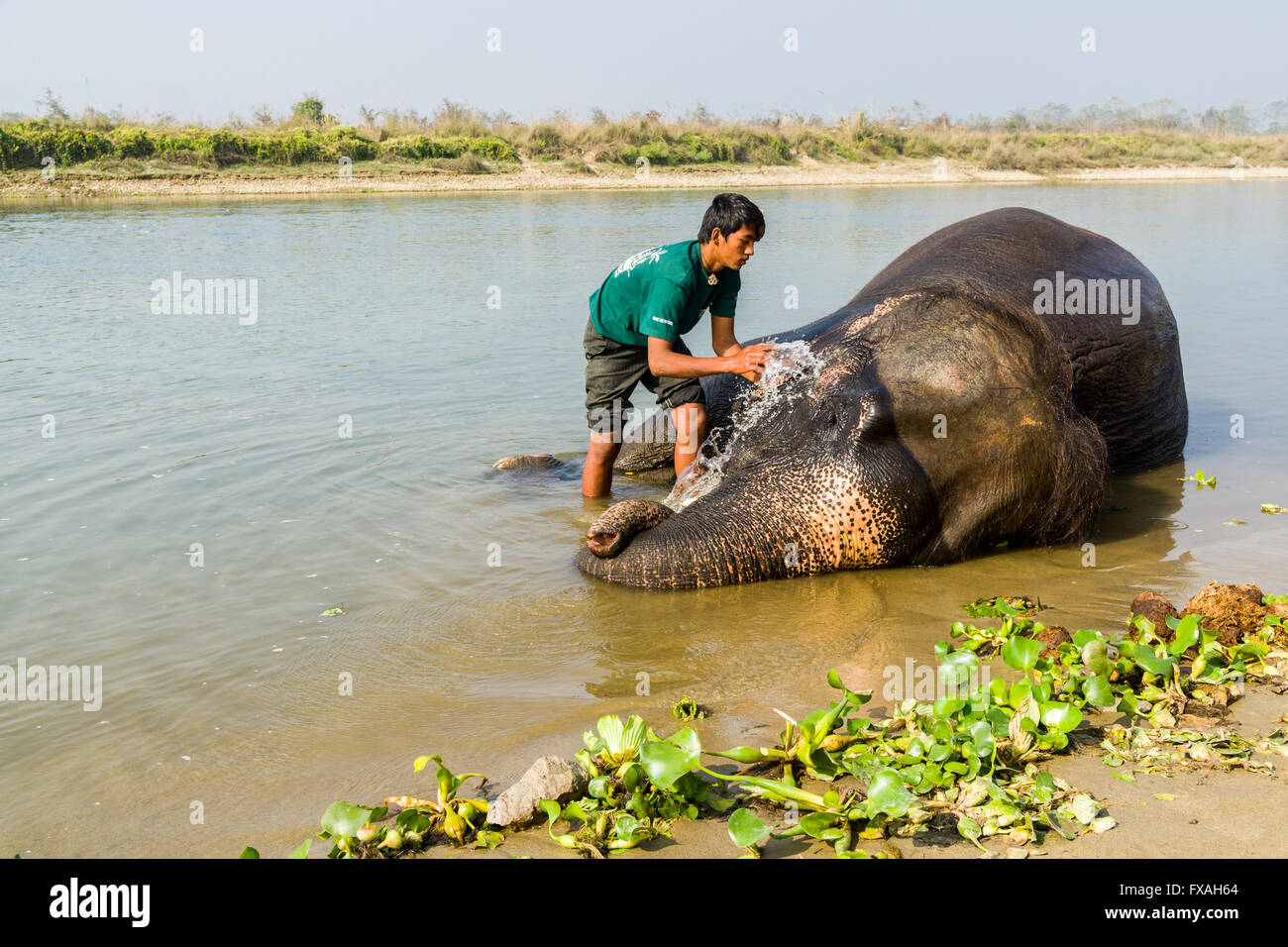 Asiatischer Elefant (Elephas Maximus) von Mahout in seichten Fluss, Sauraha, Chitwan, Nepal gewaschen domestiziert Stockfoto