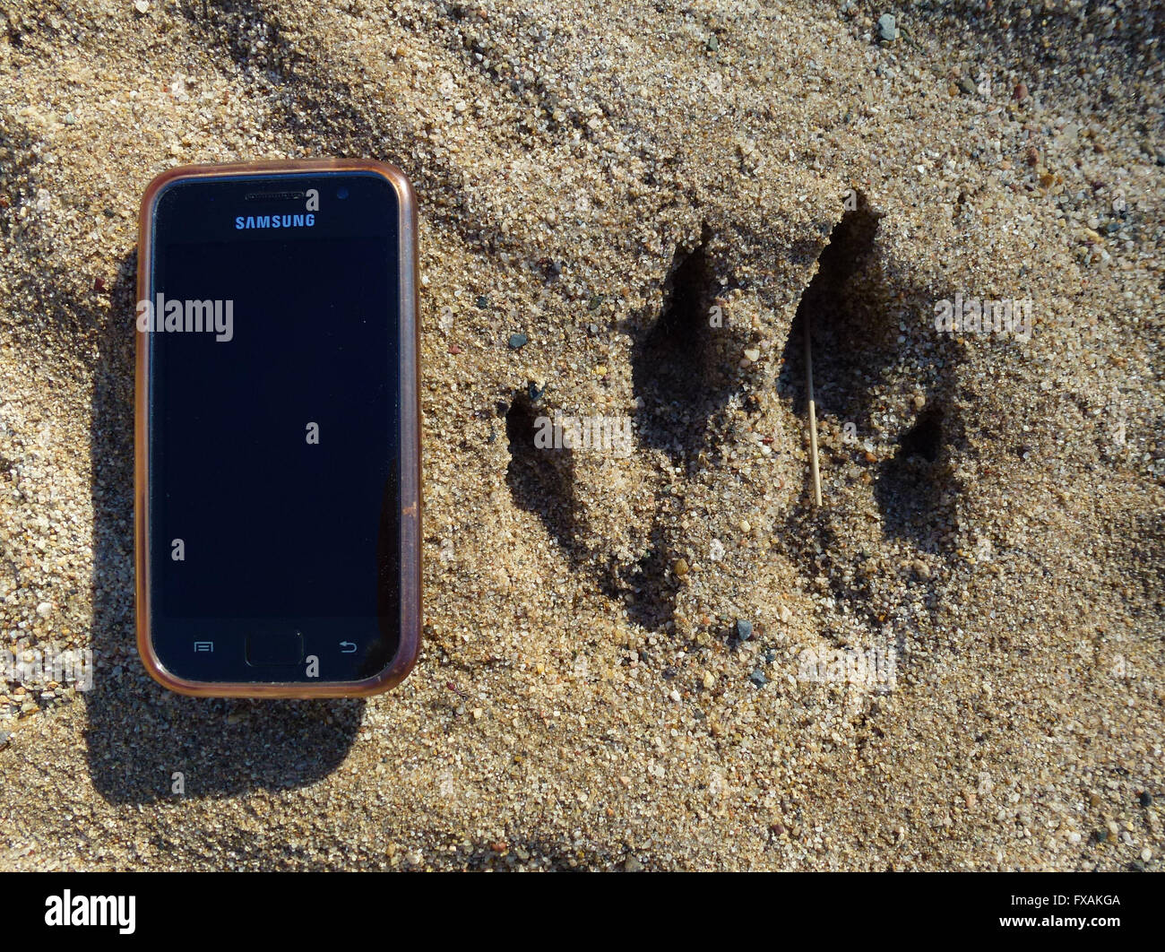 Riesiger Hund Pfote Print im Sand neben Handy gemessen Stockfoto