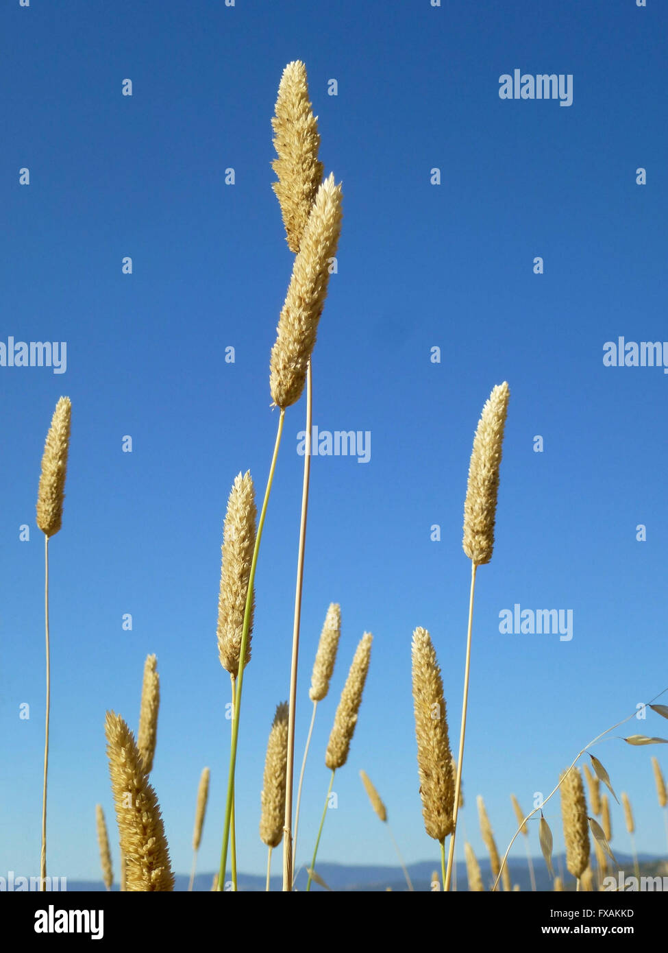 Rasen Samen Köpfe gegen blauen Himmel Stockfoto