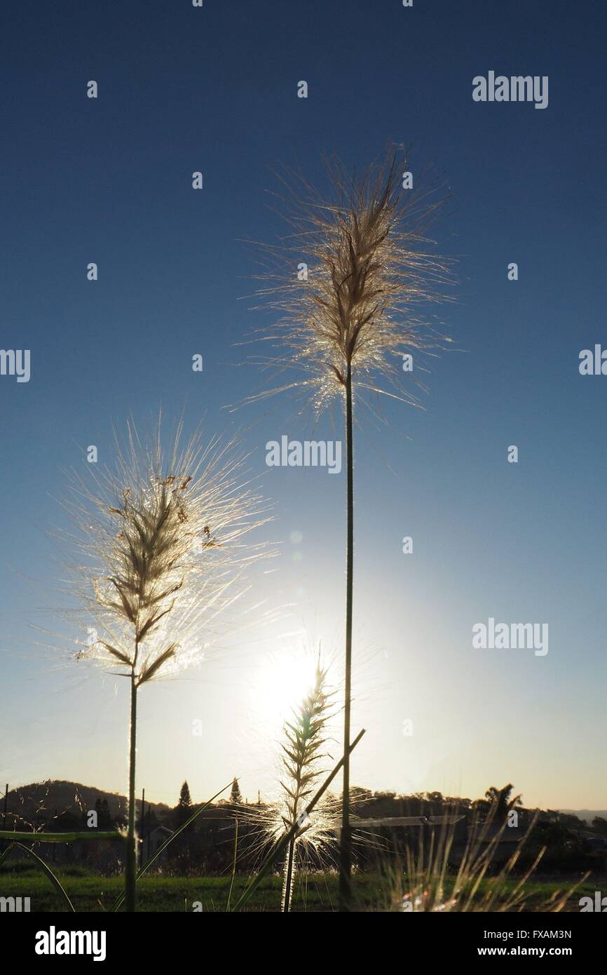 Rasen Samen Köpfe gegen blauen Himmel Stockfoto