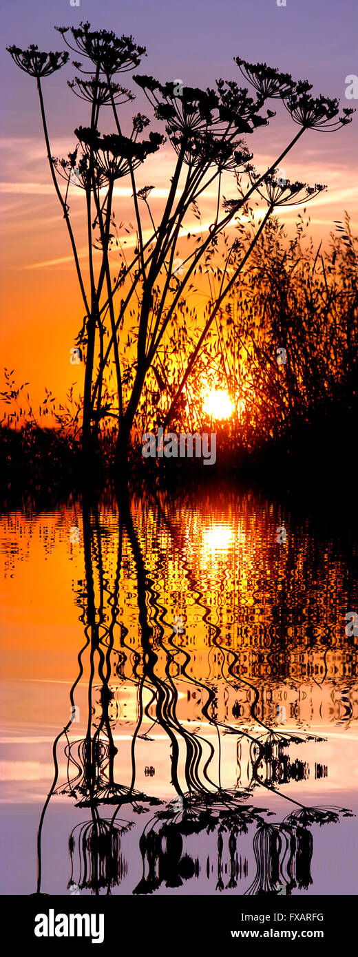 Vertikale Panorama des Sonnenuntergangs mit Silhouette Stängelpflanzen Blumen und großen Rasen über Wasser mit Reflexion, Digitaleffekt Stockfoto