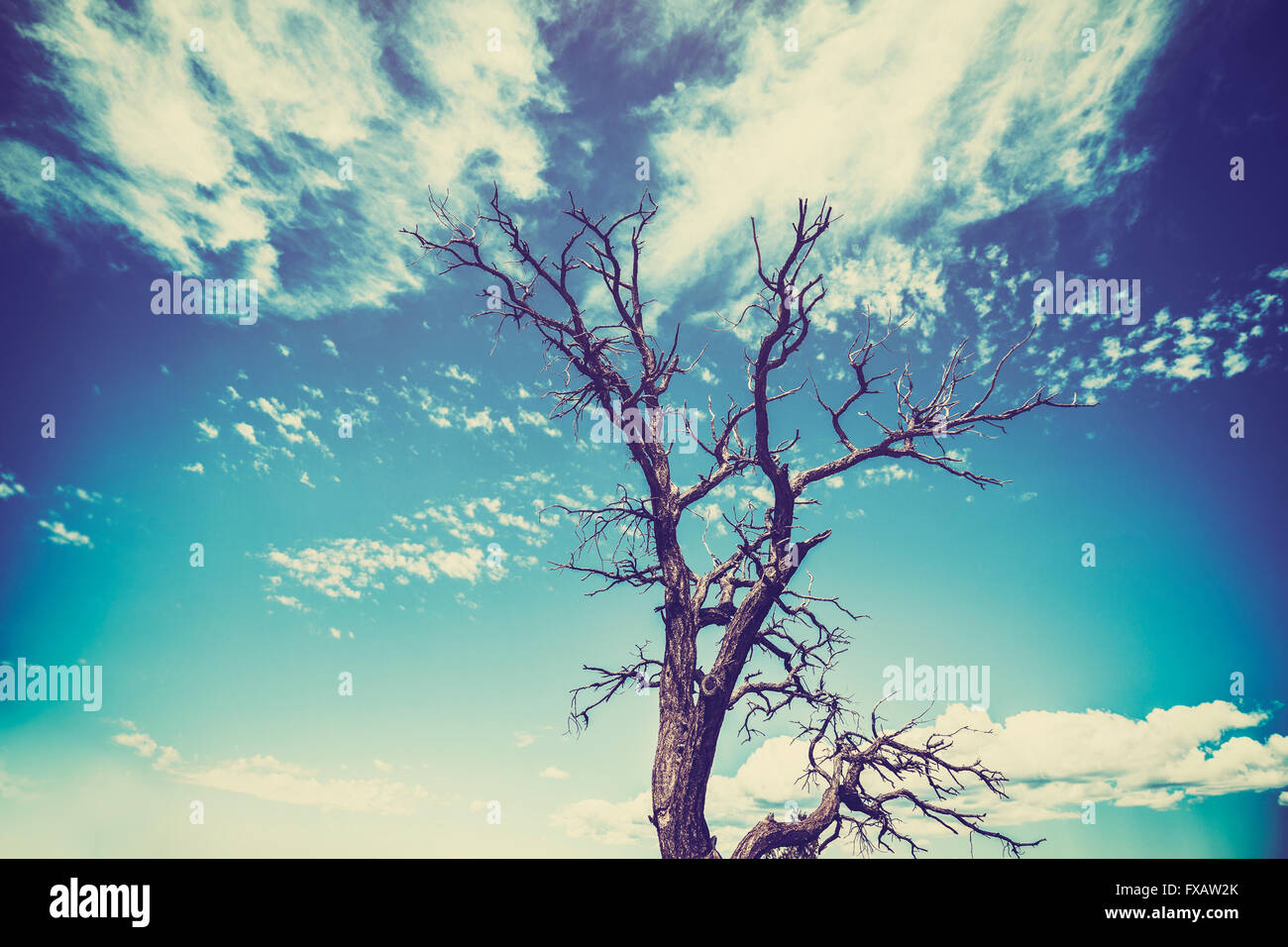 Vintage alte Filmstil verdorrten Baum mit schweren Vignetteneffekt. Stockfoto