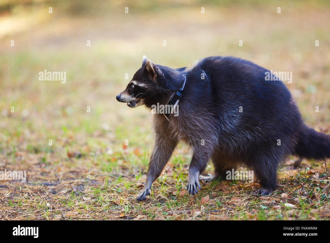Porträt eines Waschbären in einem Wald im Herbst Stockfoto