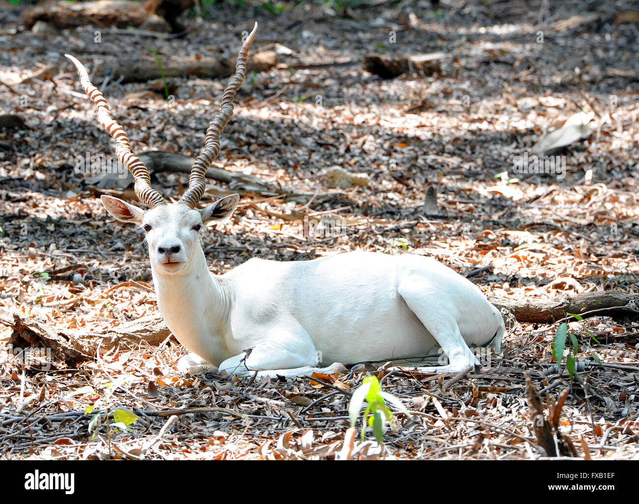 Ein weißen, schwarzen Bock (Antilope) bei IIT Madras,Chennai,India.Albino Black Buck gesichtet, sind sehr selten zu finden. Magische cervicapra Stockfoto