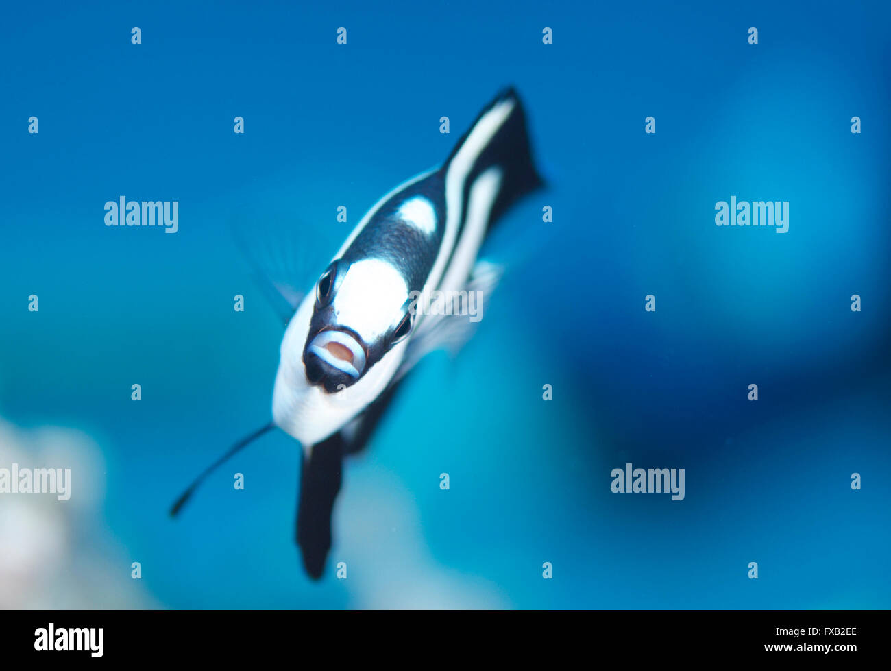 Zebrafisch mit blauem Hintergrund Stockfoto