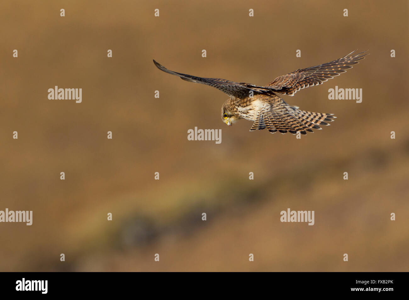 Turmfalke Jagd Stockfoto