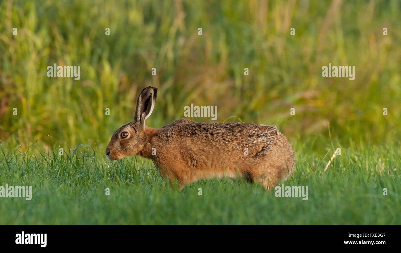 Brauner Hase, Schnüffelgras, Sommer, West Midlands, Großbritannien Stockfoto