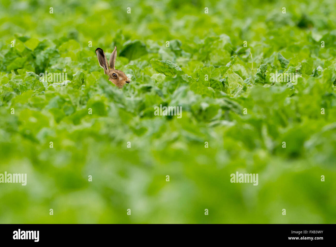 Braunhaare versteckt im Erntefeld, Spring, West Midlands, UK Stockfoto