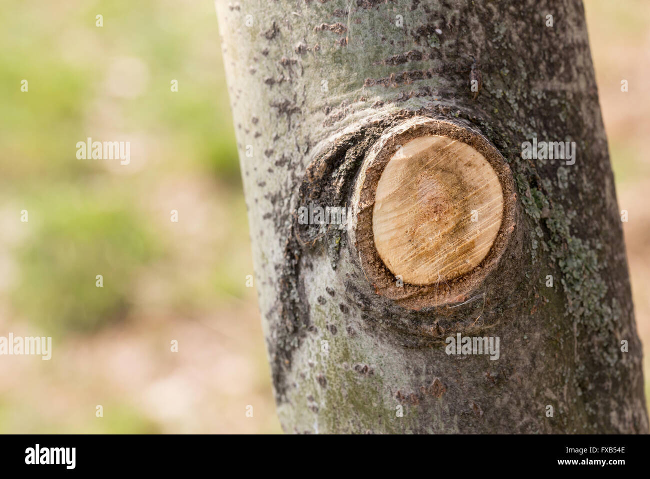 Detail einer Niederlassung an einem Baumstamm abgeschnitten Stockfoto
