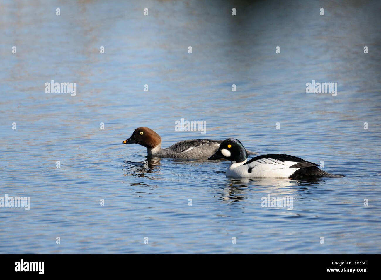 Paar des gemeinsamen Schellenenten am Fluss im zeitigen Frühjahr Stockfoto