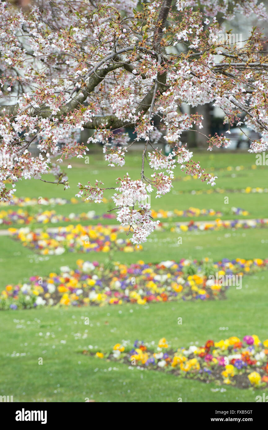 Prunus. Kirschbäume blühen in einem Stadtpark in Cheltenham. Cheltenham, Gloucestershire, England Stockfoto