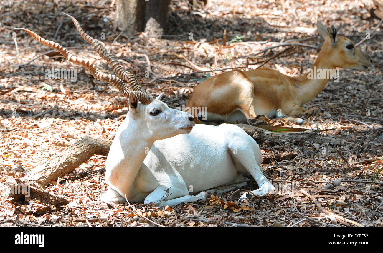 Ein weißen, schwarzen Bock (Antilope) bei IIT Madras,Chennai,India.Albino Black Buck gesichtet, sind sehr selten zu finden. Magische cervicapra Stockfoto