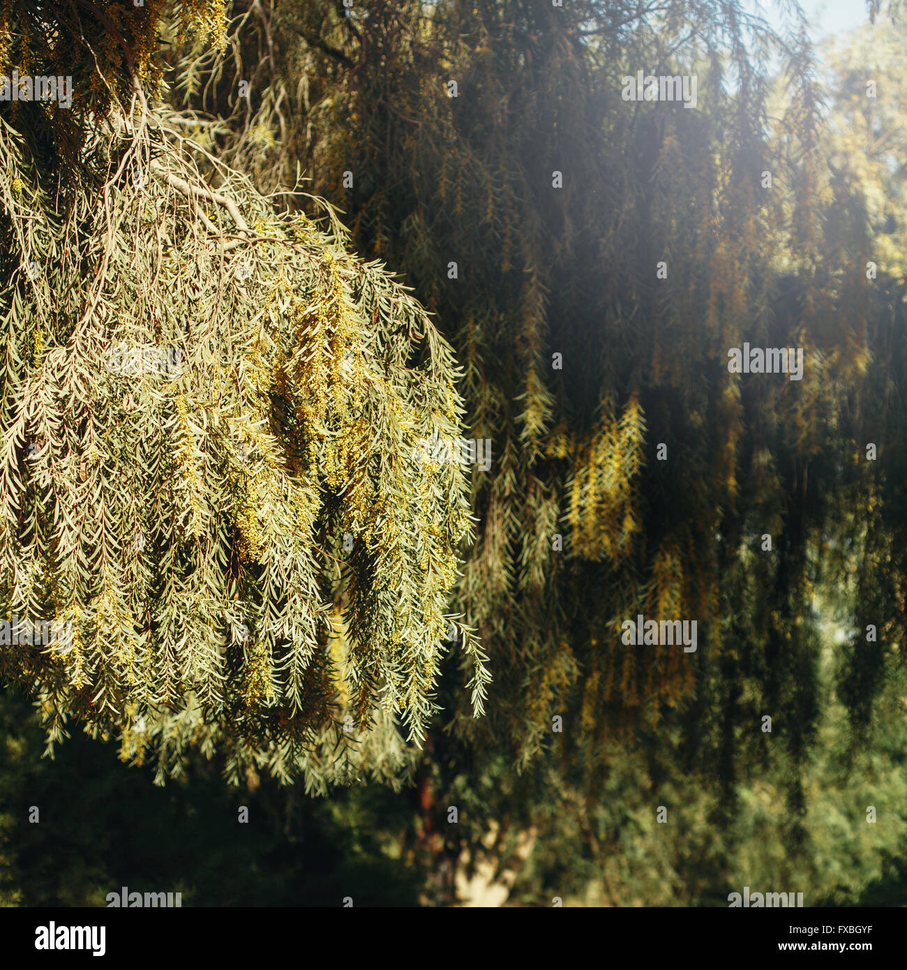 Natur-Hintergrund mit üppiger Vegetation. Selektiven Fokus. Stockfoto