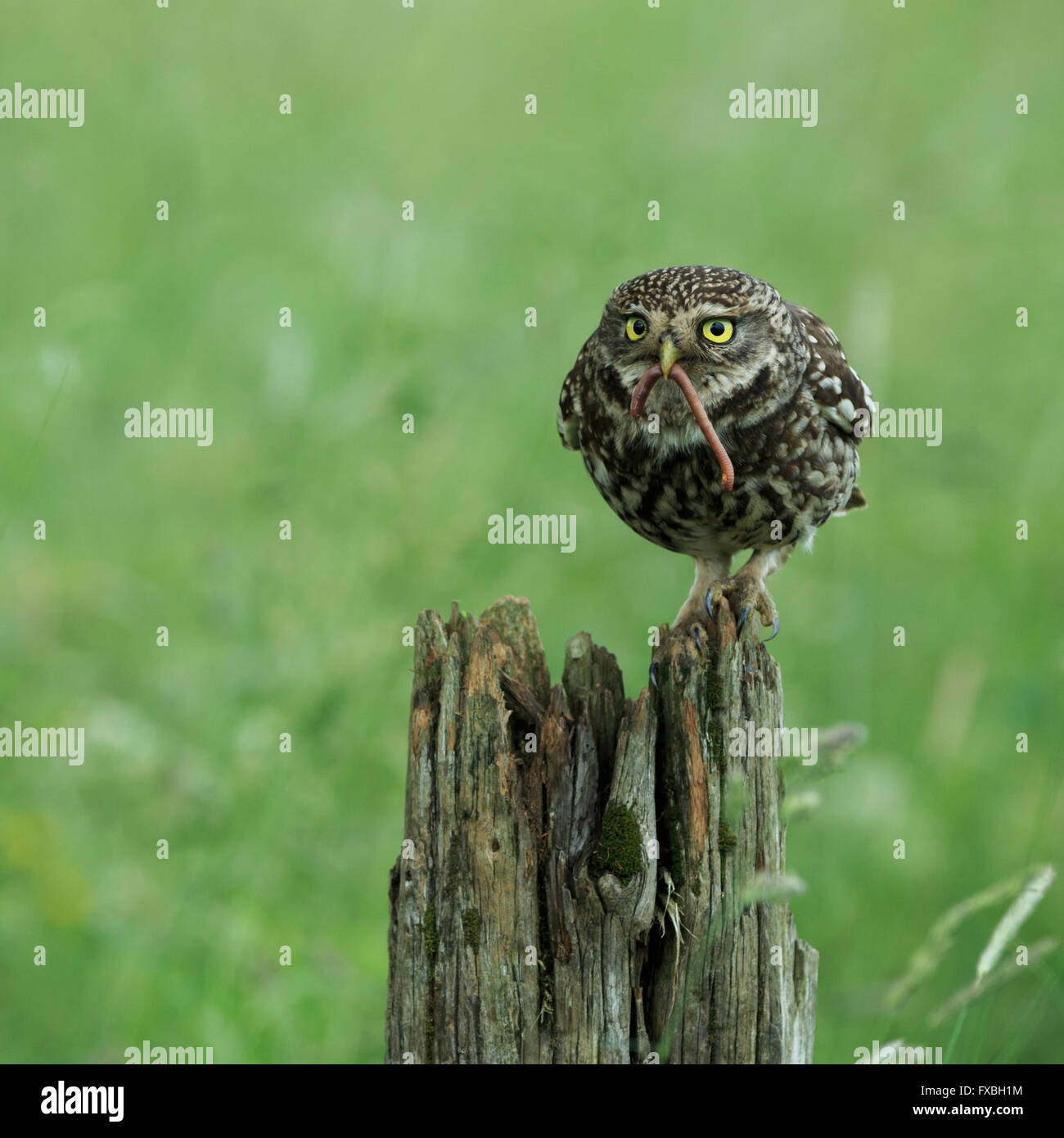 Steinkauz (Athene Noctua) North Yorkshire, England. Stockfoto
