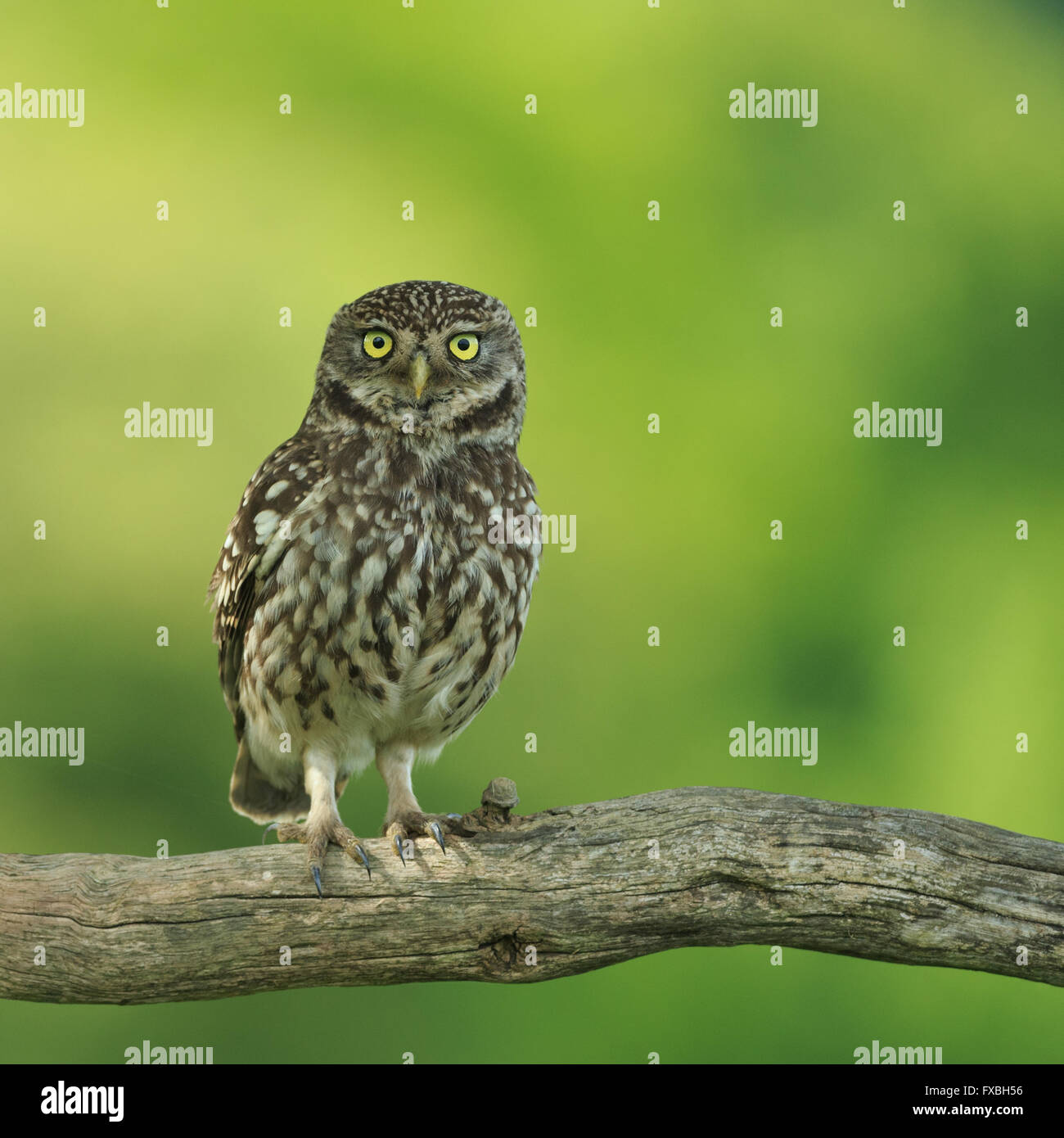 Steinkauz (Athene Noctua) North Yorkshire, England. Stockfoto