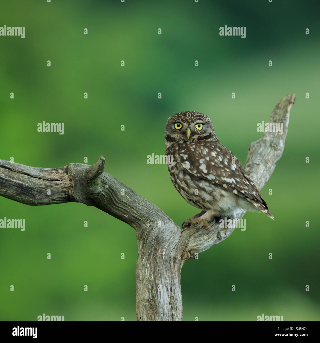 Steinkauz (Athene Noctua) North Yorkshire, England. Stockfoto