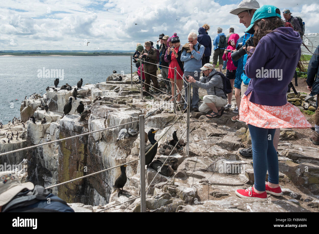 Wildbeobachtung auf den Farne Islands, Northumberland Stockfoto