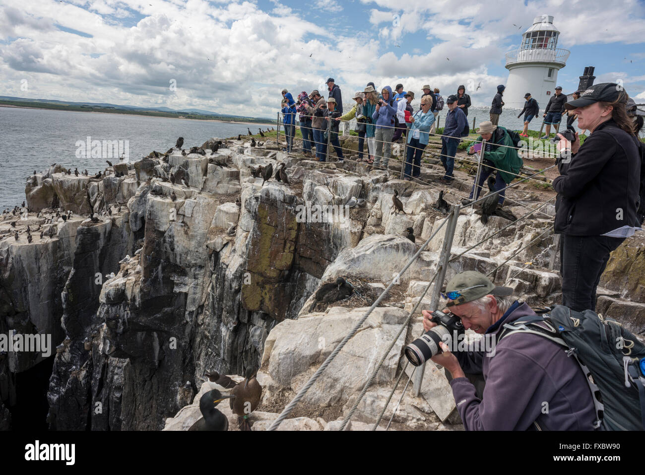 Wildbeobachtung auf den Farne Islands, Northumberland Stockfoto