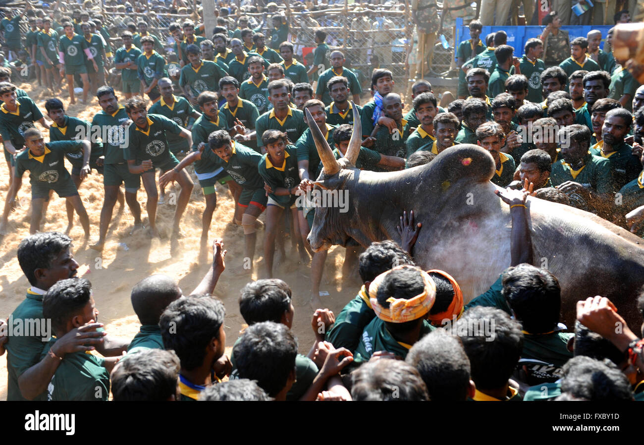 Jallikattu / die Zähmung des Stiers ist eine 2000 Jahre alte Sport in Tamilnadu,India.It geschieht während pongal (Erntedankfest) feiern Stockfoto