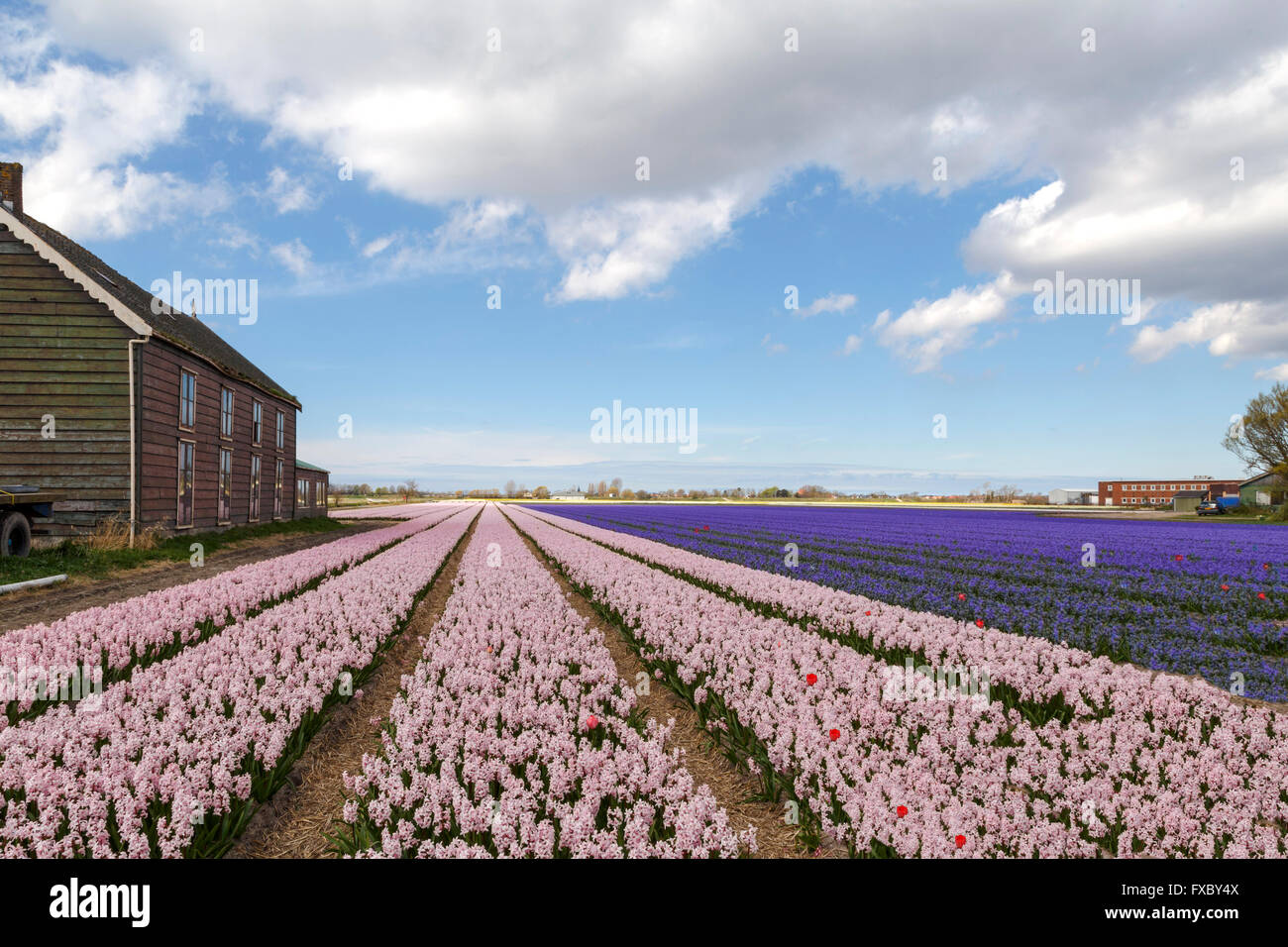 Frühling Zeit in He Niederlande: breit Winkel Ansicht der Blüte rosa und Blaue Hyazinthen, Hillegom, Süd-Holland. Stockfoto