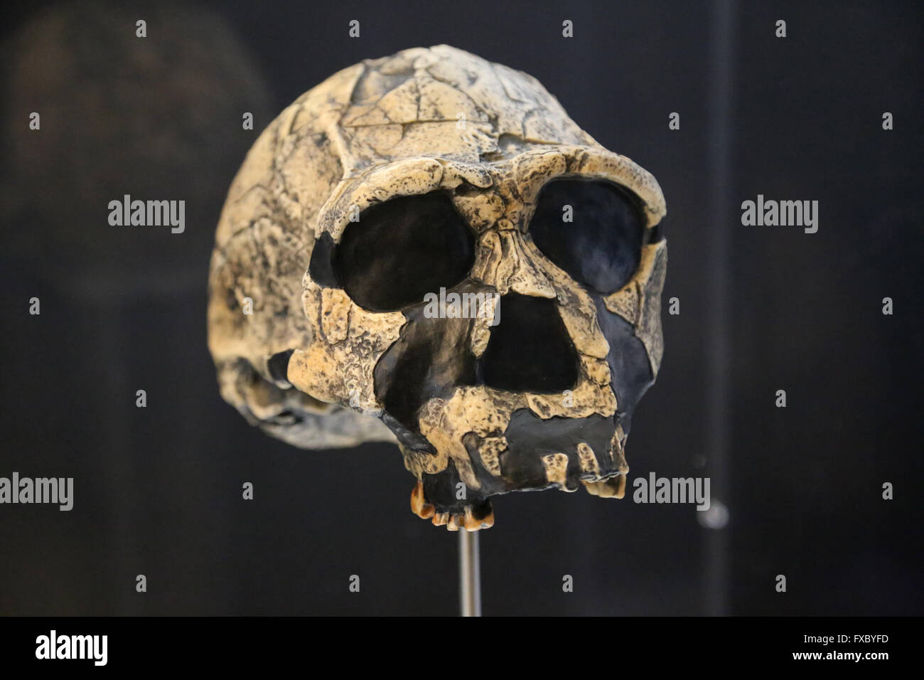 Homo Ergaster oder afrikanischen Homo Erectus. Östliches und Südliches Afrika. Frühen Pleistozän. 1, 9 Millionen-1, 4 Millionen Jahren. Stockfoto